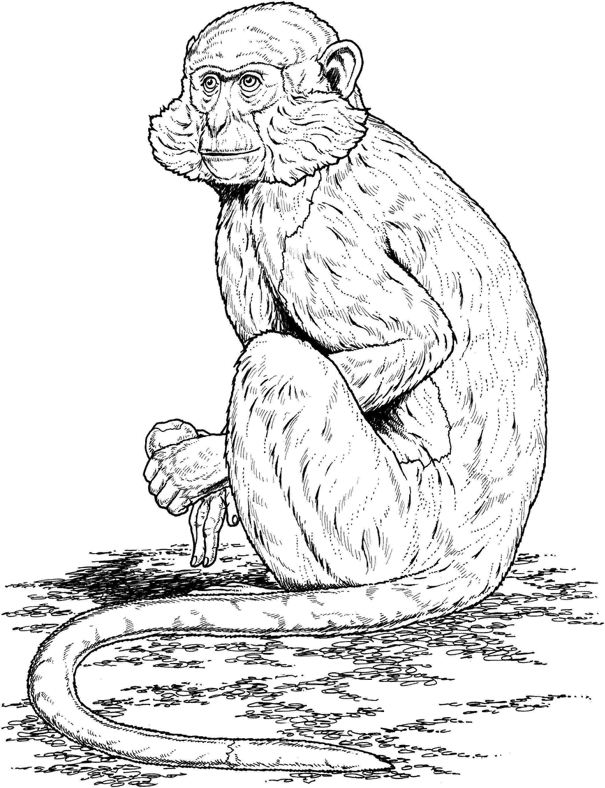 Primate Coloring Pages