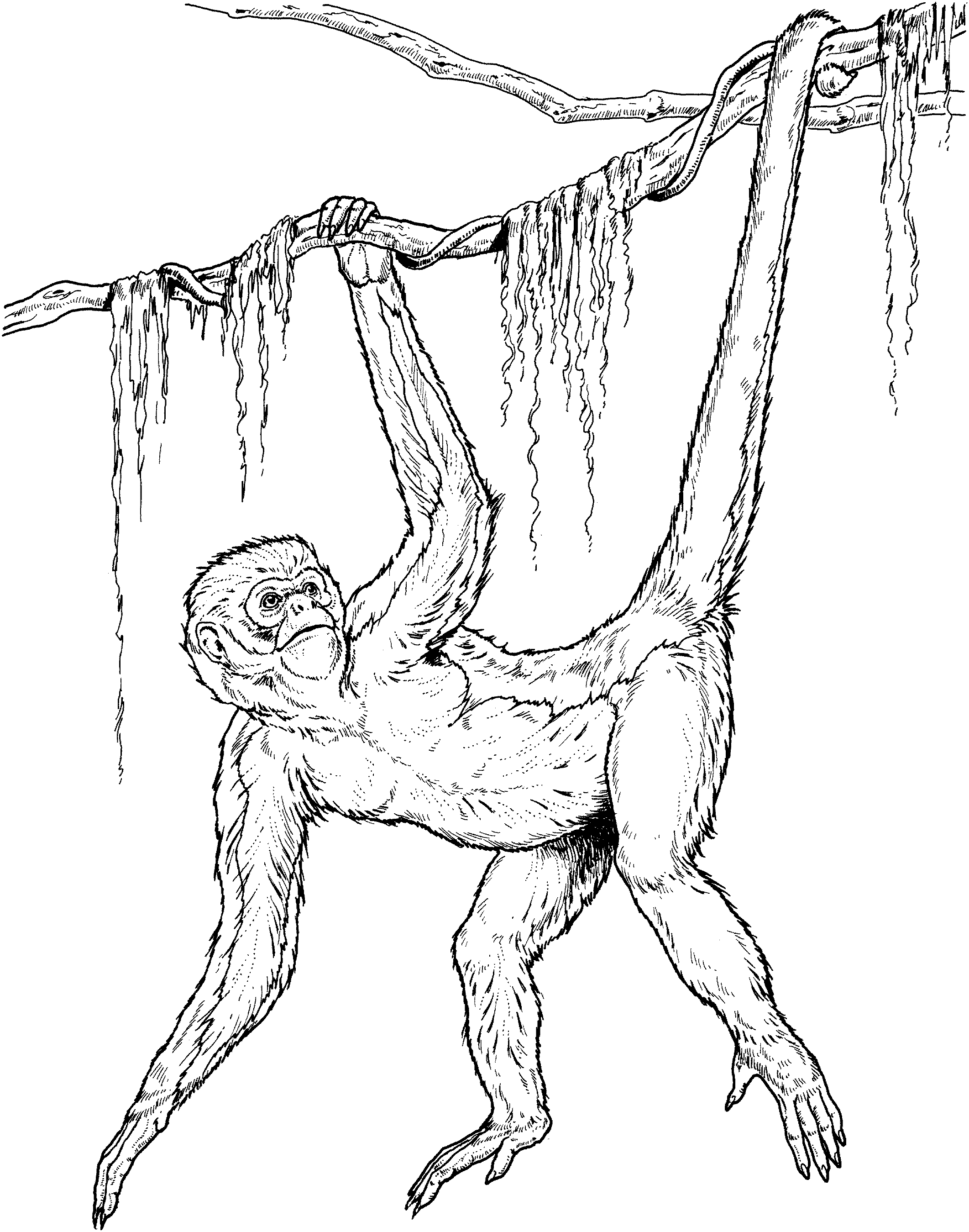 rain forest coloring pages spider monkey - photo #12